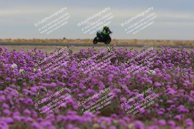 media/Jan-14-2023-SoCal Trackdays (Sat) [[497694156f]]/Turn 14 Exit Bloomig (145pm)/